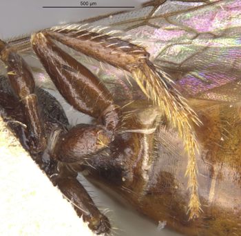 Media type: image;   Entomology 32863 Aspect: Leg hind
